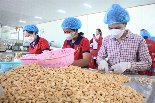 MoIT steps in regarding suspected scam in exporting cashew kernels to Dubai